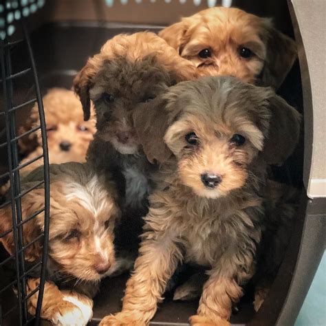 Features 1 double sided doodle board and 3 washable crayola crayons for mess free, creative fun! Fergies puppies at the vet for shots today! 7 weeks and 5 ...