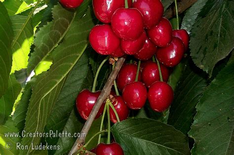 Stella Cherry Prunus Avium Sp Creatorspalette
