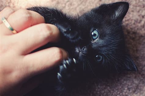 Luna The Kitten Black Kitten With Blue Eyes Cats Pinterest