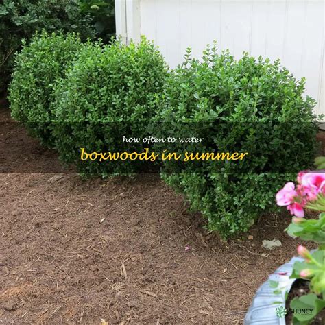 The Ultimate Guide To Watering Boxwoods In Summer Tips And Tricks You