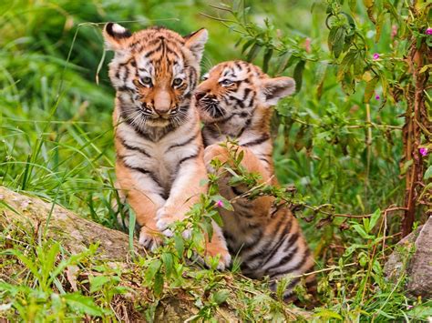 Adorable Siberian Tiger Cubs