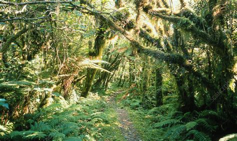 Temperate Rain Forest New Zealand Stock Image E6400272 Science