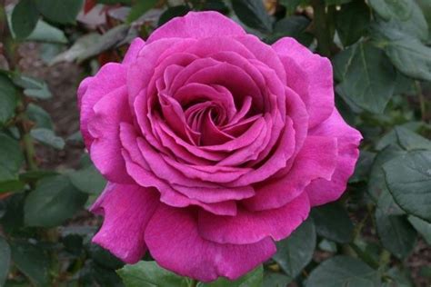 Pin By Dan On Garden Hybrid Tea Roses Heirloom Roses Tea Roses