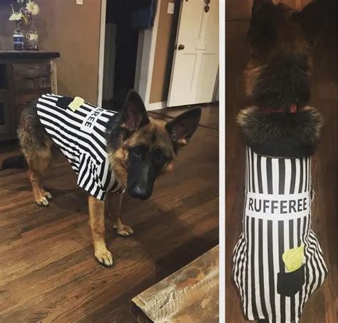 40 Best German Shepherd Halloween Costume Ideas The Paws Dog