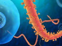 Posted 06 jan 2021 in pc games, request accepted. Ebola: Symptoms, treatment, and causes