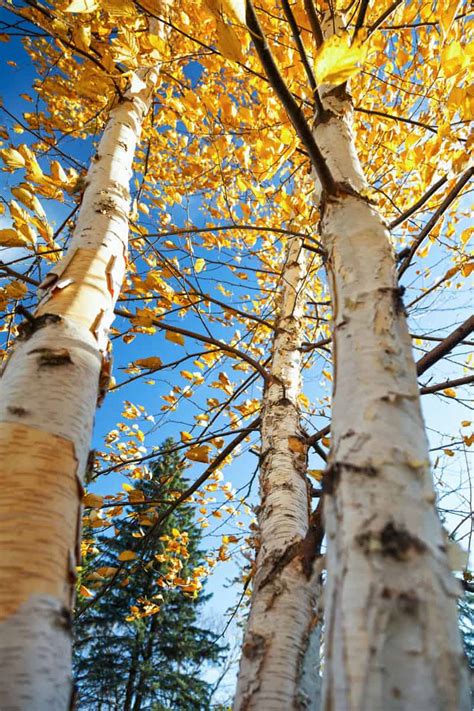 15 Gorgeous Trees With White Bark And Where You Can Grow Them
