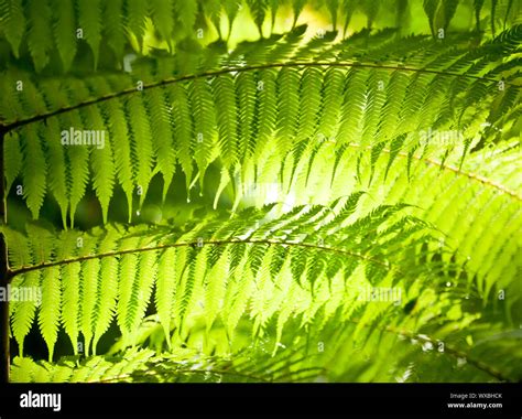 Sun Shining Through Fern Leaves In A Rainforest In New Zealand Stock