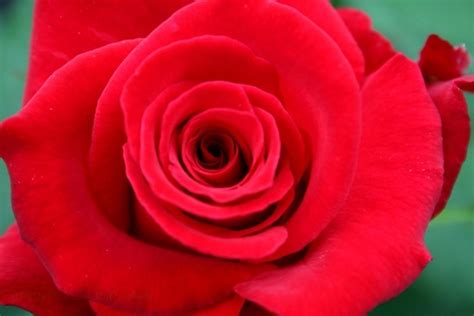 Beautiful Bright Red Rose Picture Nature Wallpaper