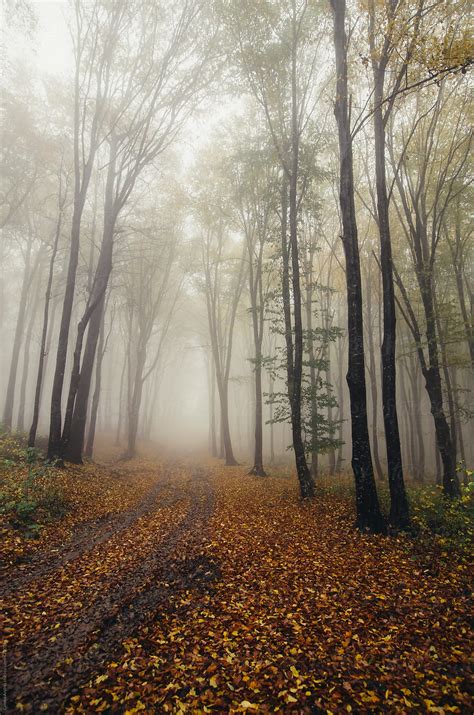 Forest In Autumn With Fog By Stocksy Contributor Cosma Andrei Stocksy