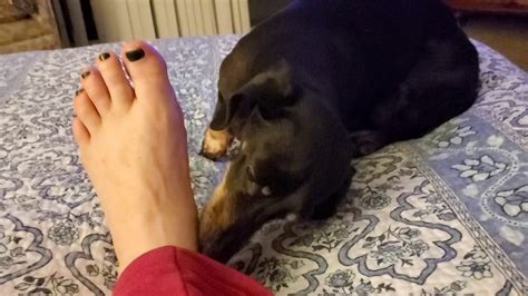 Do Dogs Like To Lick Feet