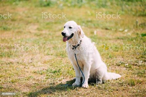 White Yellow Labrador Retriever Dog Ajar Jaws Tongue Sitting Stock