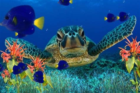 Sea Turtles Wallpaper ·① Wallpapertag