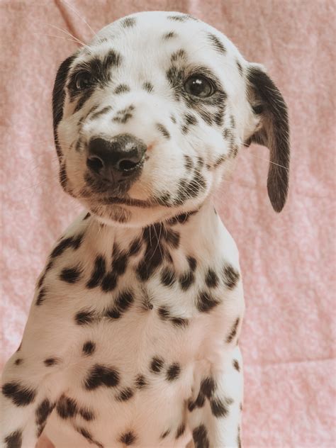 Selling for four hundred fifty dollars. Dalmatian Puppies For Sale | Yelm, WA #298973 | Petzlover