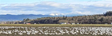 Skagit Wildlife Area Wiley Slough Fir Island — Washington Trails