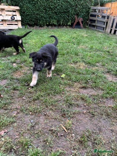 German Shepherd Puppies For Sale In Coalville Pets4homes