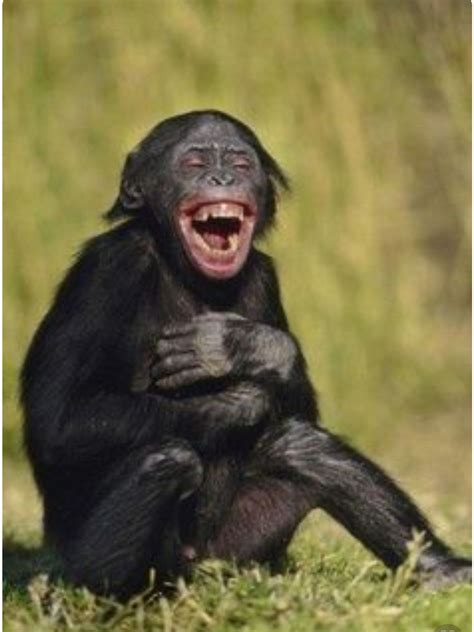 Pin By Aaoy On ลิงน้อยน่ารัก Monkeys Funny Smiling Animals Happy
