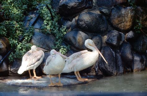 Pelican Taxonomy Habitat Description And Facts Britannica