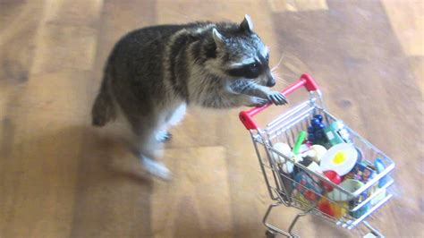 Melanie Raccoon Pushing Grocery Cart 2 Youtube