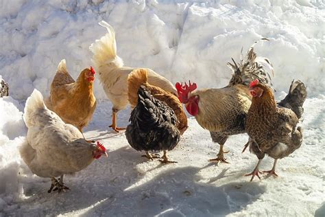 Kumpulan gambar mewarnai ayam ayam adalah sejenis unggal yang pada umumnya dipelihara kemudian buatlah sketsa kasar bentuk tubuh ayam betina seperti pada contoh gambar 1 di bawah ini. 101+ Gambar Ayam Betina Vietnam Paling Keren - Infobaru