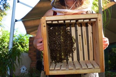Tips For Catching A Swarm Including A Bait Box Bee Keeping Trees