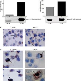 Western Blot Analysis Of Human Recombinant Microtubule Associated