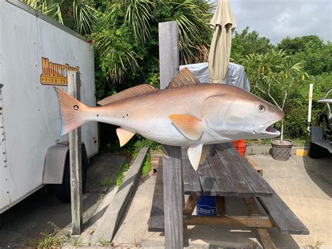 40 Inch Redfish Fish Mount Production Proofs Invoice 21677 Mount