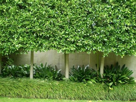 Appropriate plant selection will allow you to plant and maintain the slimmest hedges, while still providing all the landscape benefits of an attractive hedge. Pin by Gardening With Trees on Landscaping | Garden hedges ...