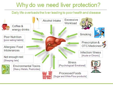18 Primary Functions Of The Liver M Pacific Marketing