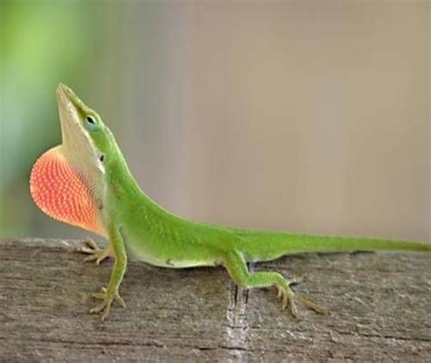 Green Anole Anolis Carolinensis These Guys Love To Hang Out Around