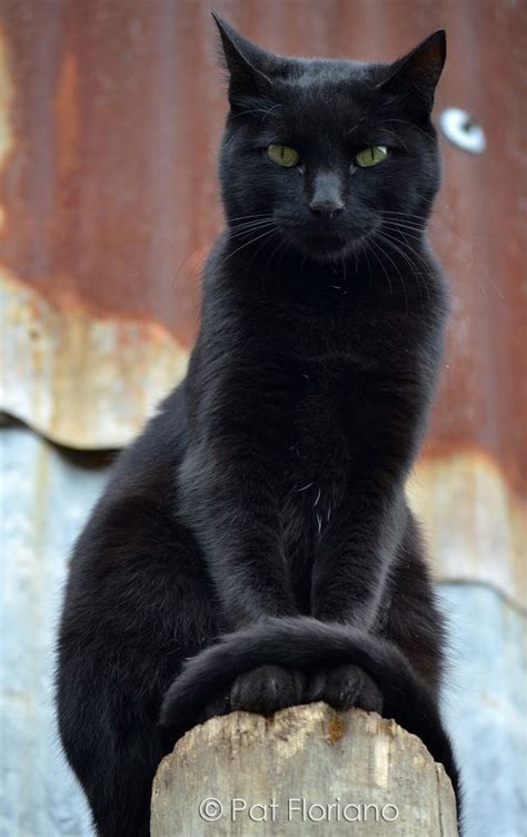 500 Best Black Cats Rules Images On Pinterest Black Cats