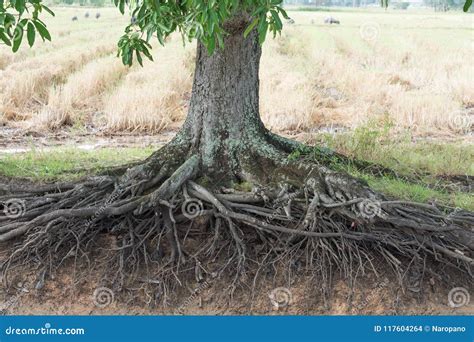 Mango Root Tree On Field Nature Countryside Stock Photo Image Of