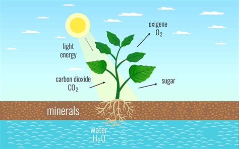Class 11 Photosynthesis In Higher Plants Leverage Edu