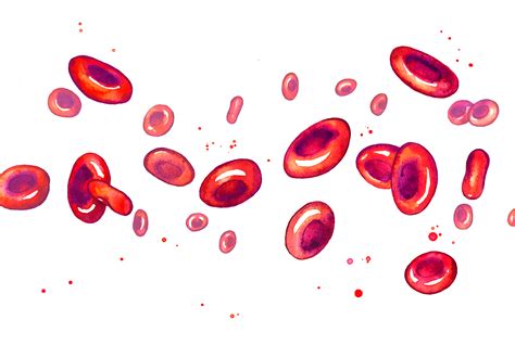 Amy Holliday Illustration Red Blood Cells Watercolour Somatic Cells