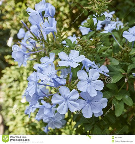 Light Blue Jasmine Flowers Bouquet Closeup Stock Image Image Of