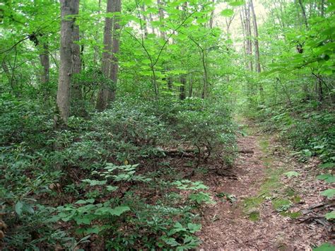 This Hidden Trail In Massachusetts Leads To A Magnificent Archaeological Treasure