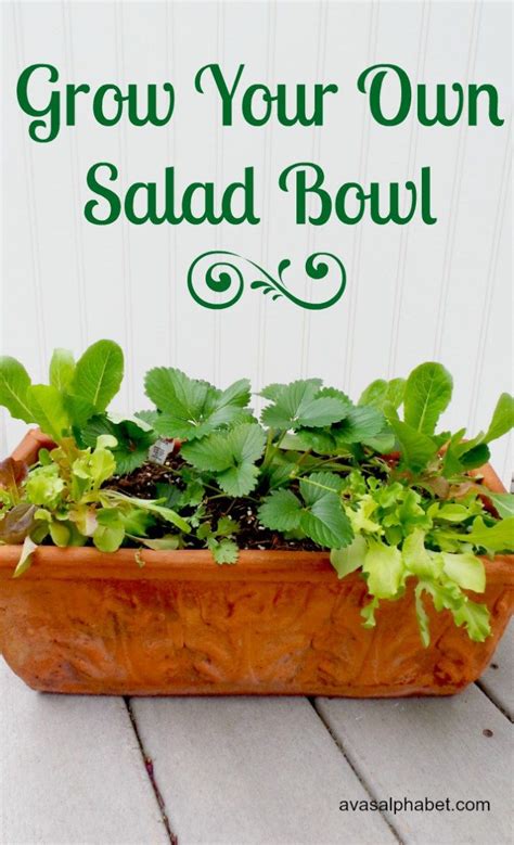 Grow Your Own Salad Bowl Container Gardening Gardening Tips Home
