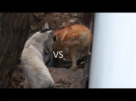 We did not find results for: Moment before Angry Cats Start Fighting lol - Real Cat Fight with Sound - YouTube