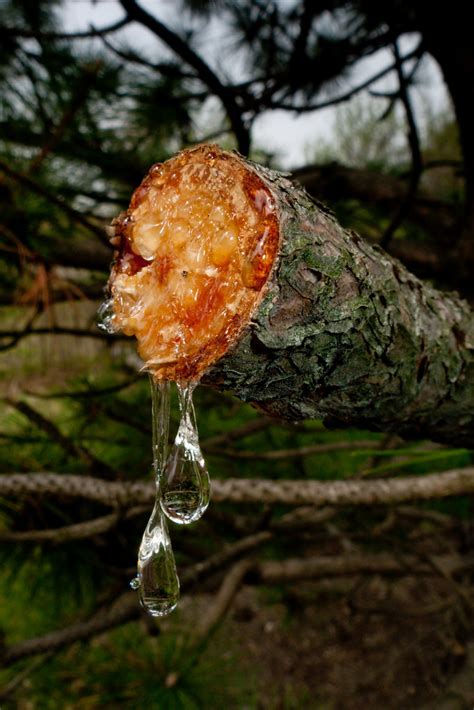 Pine Tree Sap Now Here Is A Shot That I Had To Very Very Flickr