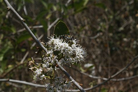 Flora Of Botswana Species Information Individual Images Ehretia Amoena