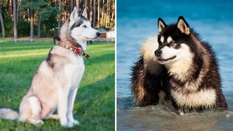 Whats The Difference Between A Siberian Husky And An Alaskan Malamute