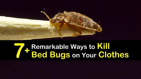 7 Remarkable Ways To Kill Bed Bugs On Your Clothes