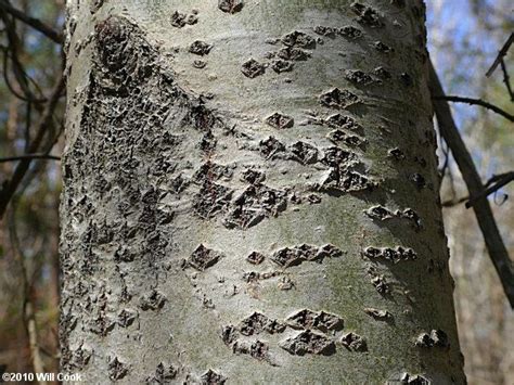 White Poplar Populus Alba Tree Bark Identification Honey Locust