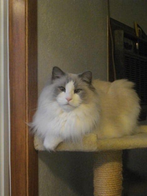 Ragdoll Rescue Importance Of Adopting Senior Cats