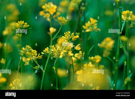 Black Mustard Brassica Nigra Blooming Stock Photo Alamy