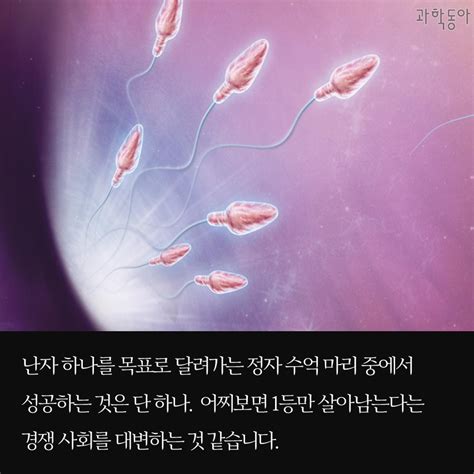 카드뉴스 2등 정자가 임신한다 동아사이언스