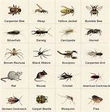 Photos of Pest Identification Uk