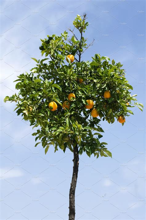 Orange Tree With Fruits Nature Stock Photos Creative Market