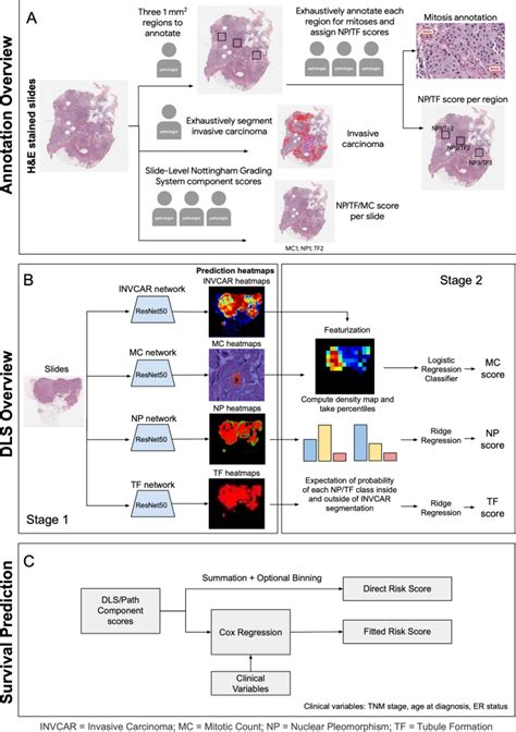 Deep Learning Models For Histologic Grading Of Breast Cancer And