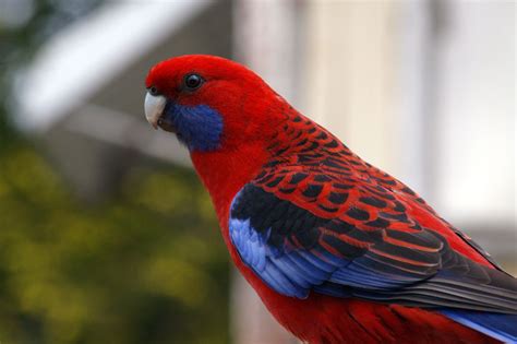 Crimson Rosella Australian Parrots Bird Birds