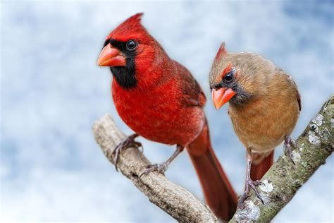 Mr And Mrs Cardinal Photograph By Bonnie Barry